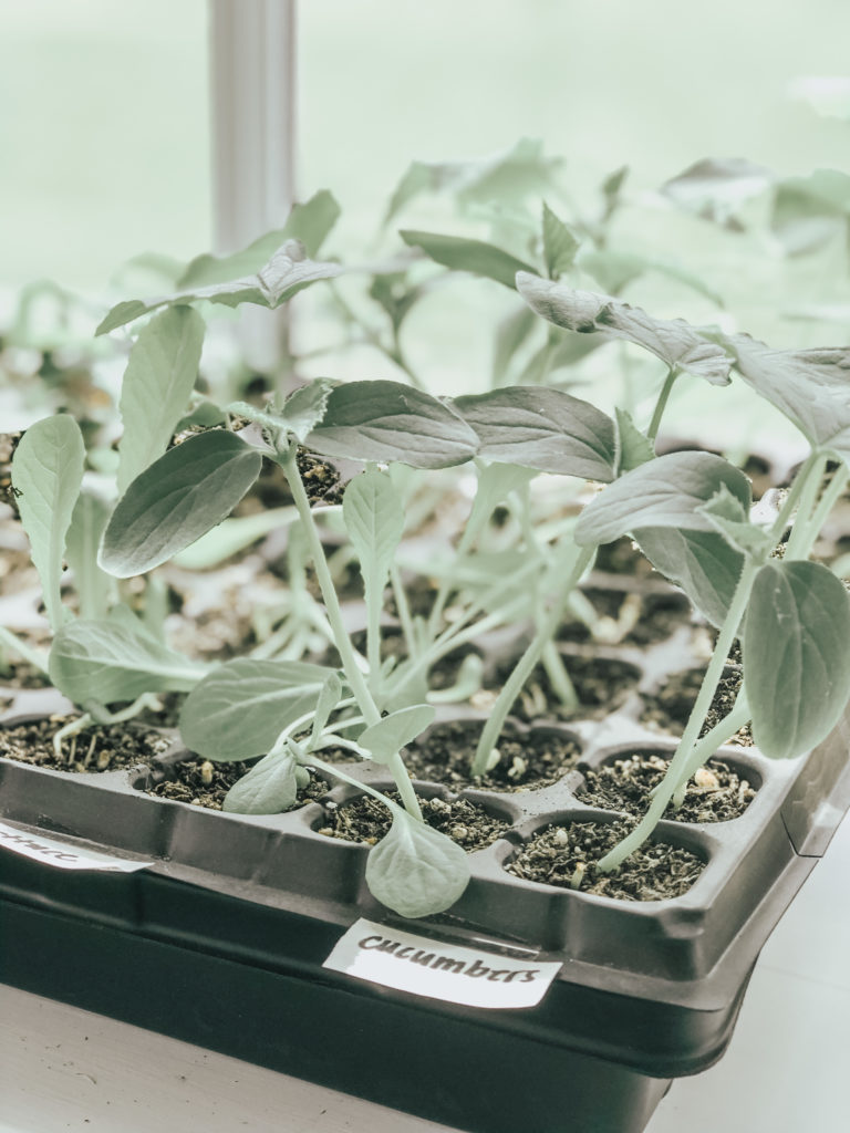 cucumber seeds starting in sunny windowsill 