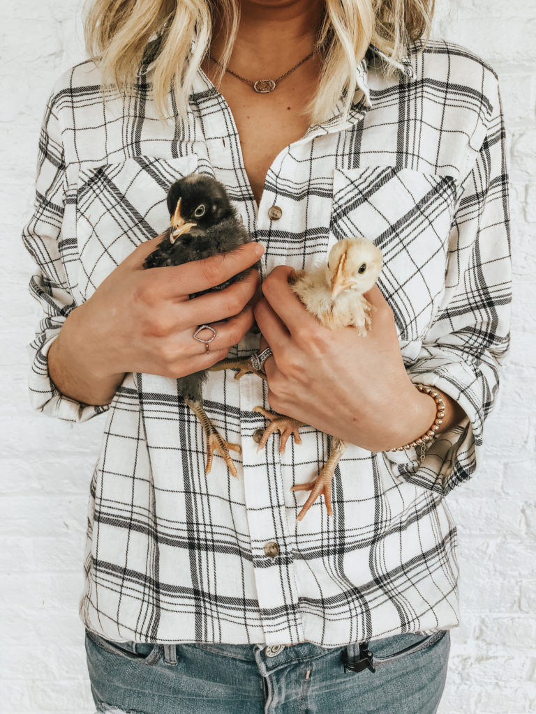 blonde girl in flannel shirt holding baby chicks on homestead