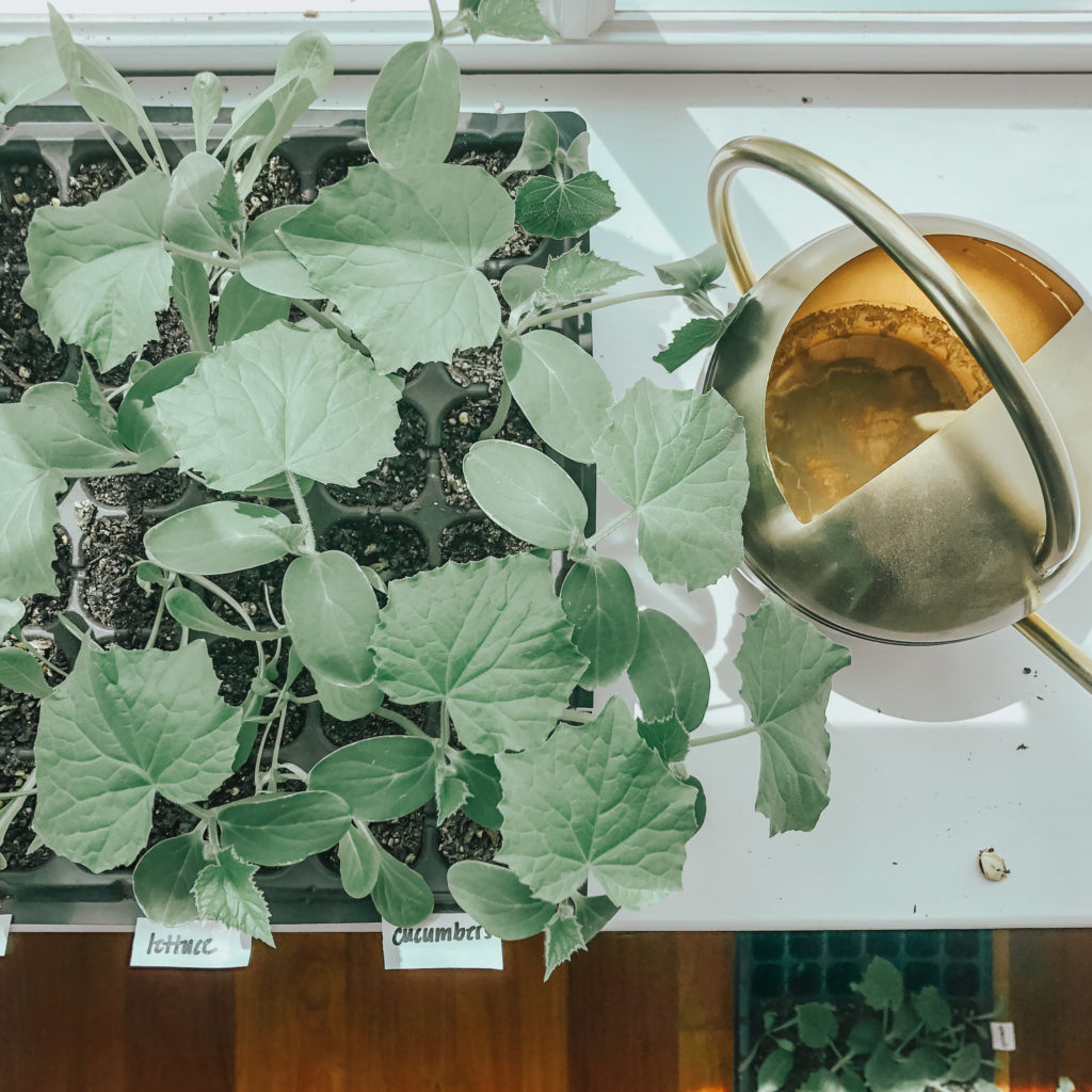 seeds starting windowsill with gold watering can